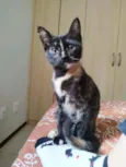 Periquita