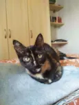 Periquita