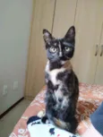 Periquita