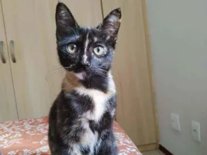 Gato raça Srd idade 2 a 6 meses nome Periquita