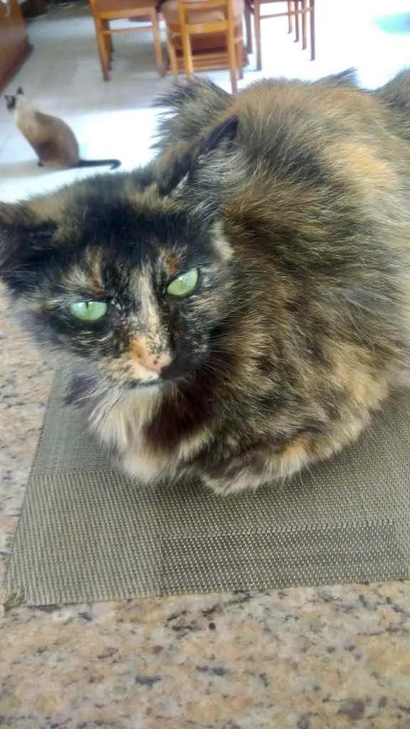 Gato raça Srd peludinha  idade 7 a 11 meses nome Frufru Linda 