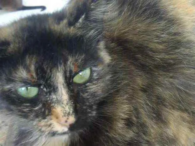 Gato raça Srd peludinha  idade 7 a 11 meses nome Frufru Linda 