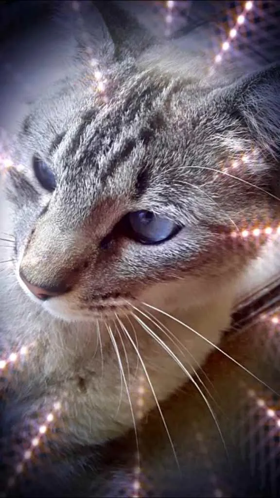 Gato raça Srd idade 7 a 11 meses nome Luna Santana 