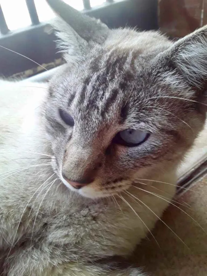 Gato raça Srd idade 7 a 11 meses nome Luna Santana 