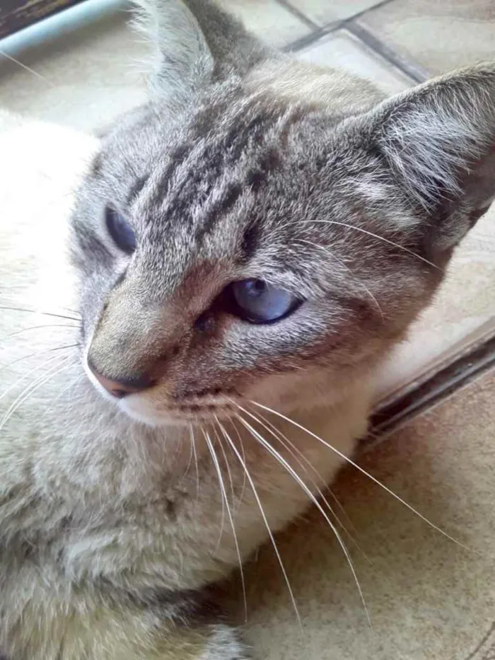 Gato raça Srd idade 7 a 11 meses nome Luna Santana 