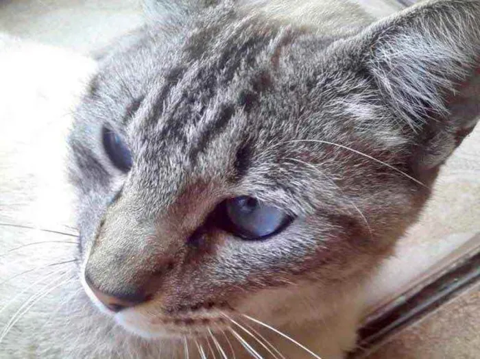 Gato raça Srd idade 7 a 11 meses nome Luna Santana 