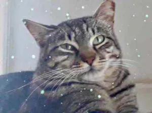Gato raça Srd tigrado lindo  idade 1 ano nome Giorgio Armani 