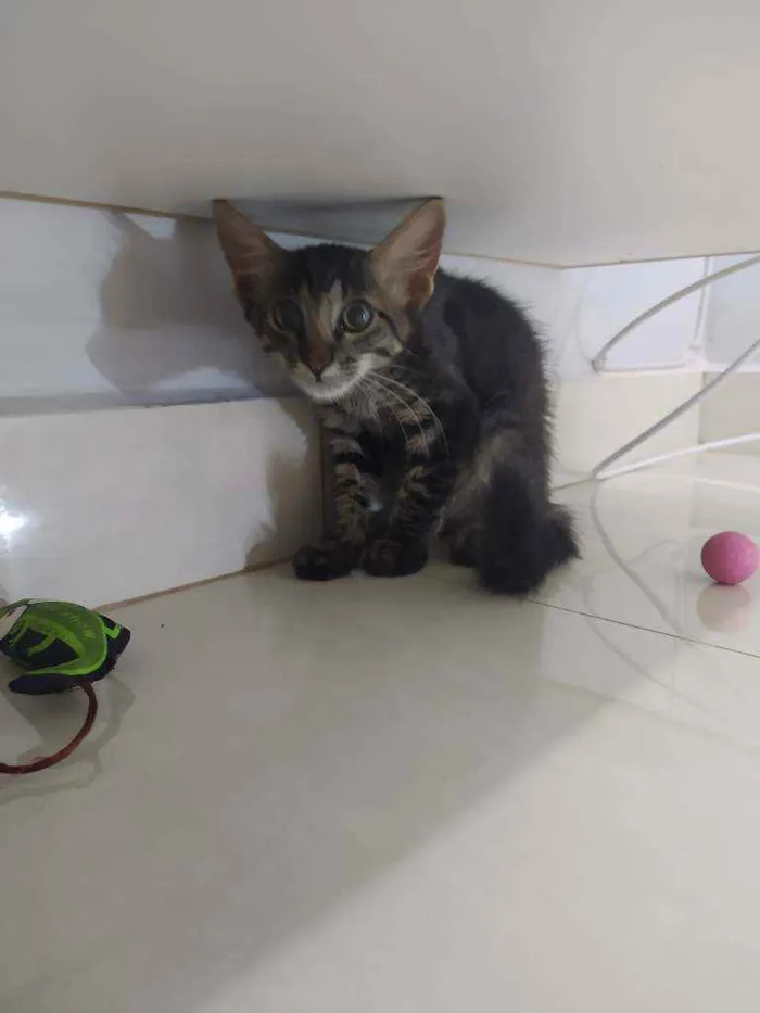 Gato raça Sem raça definida idade Abaixo de 2 meses nome Sem nome