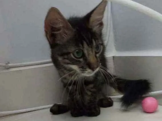 Gato raça Sem raça definida idade Abaixo de 2 meses nome Sem nome