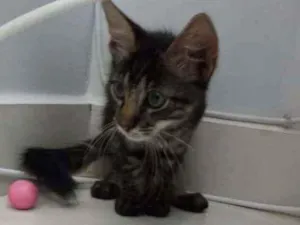 Gato raça Sem raça definida idade Abaixo de 2 meses nome Sem nome
