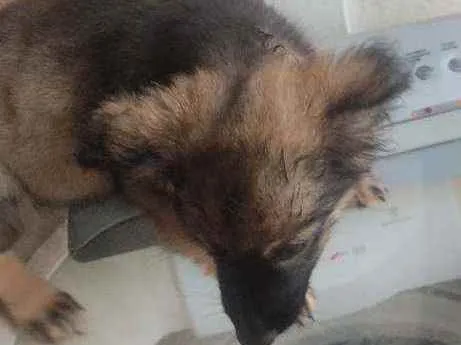 Cachorro ra a Pastor belga idade 2 a 6 meses nome Não tem ainda