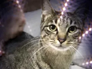 Gato raça Srd  idade 1 ano nome Gucci lindo gatinho 