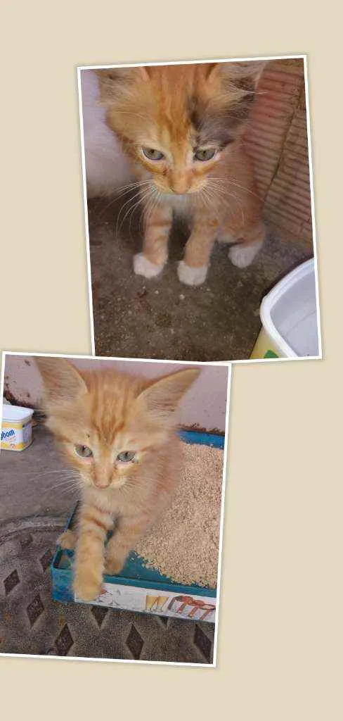 Gato ra a SRD idade 2 a 6 meses nome Lily, Lara, Ugo e Bi