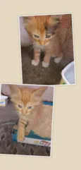 Lily, Lara, Ugo e Bi