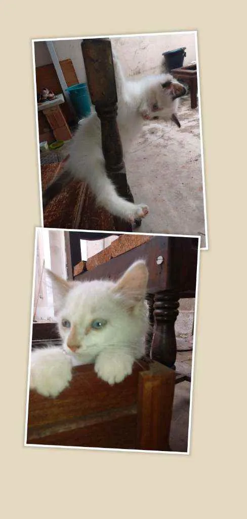 Gato ra a SRD idade 2 a 6 meses nome Lily, Lara, Ugo e Bi