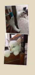 Lily, Lara, Ugo e Bi