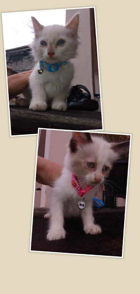 Gato ra a SRD idade 2 a 6 meses nome Lily, Lara, Ugo e Bi