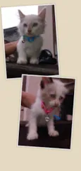 Lily, Lara, Ugo e Bi