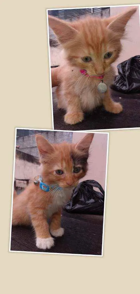 Gato ra a SRD idade 2 a 6 meses nome Lily, Lara, Ugo e Bi