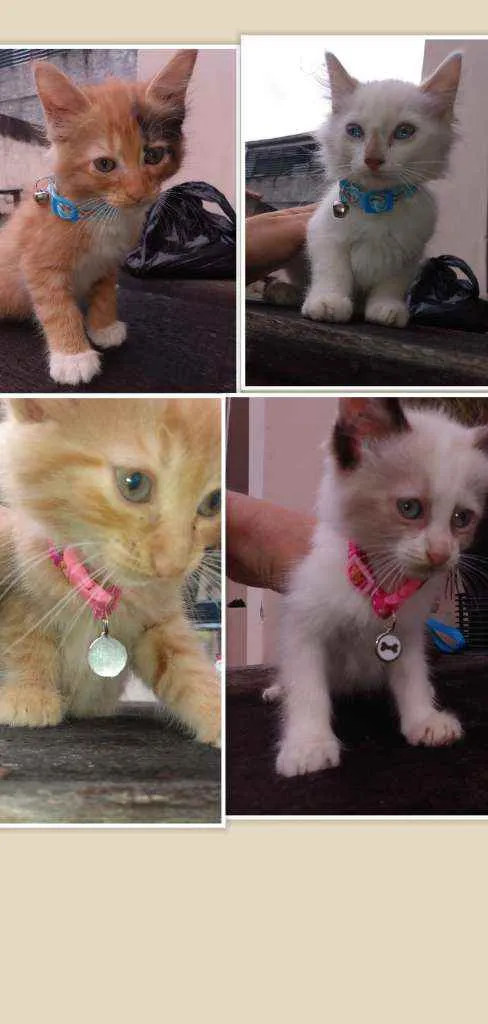 Gato ra a SRD idade 2 a 6 meses nome Lily, Lara, Ugo e Bi