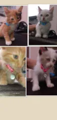 Lily, Lara, Ugo e Bi