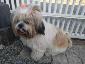 Cachorro raça Shitzu idade  nome sem nome