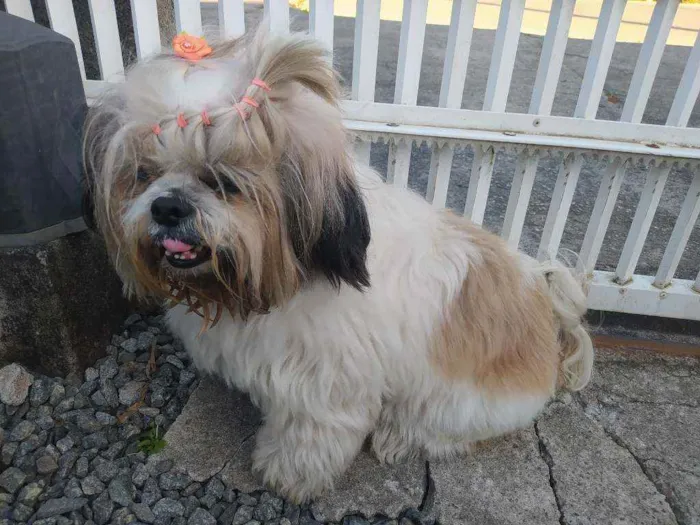Cachorro ra a Shitzu idade  nome sem nome