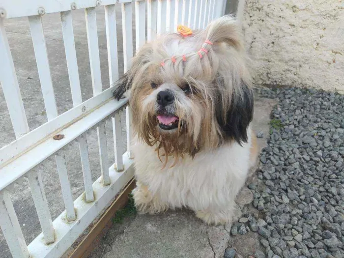 Cachorro ra a Shitzu idade  nome sem nome