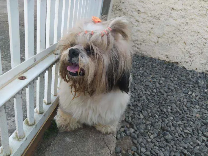 Cachorro ra a Shitzu idade  nome sem nome