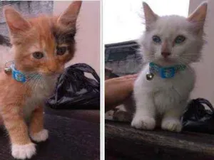 Gato raça SRD idade 2 a 6 meses nome Lily, Lara, Ugo e Bi
