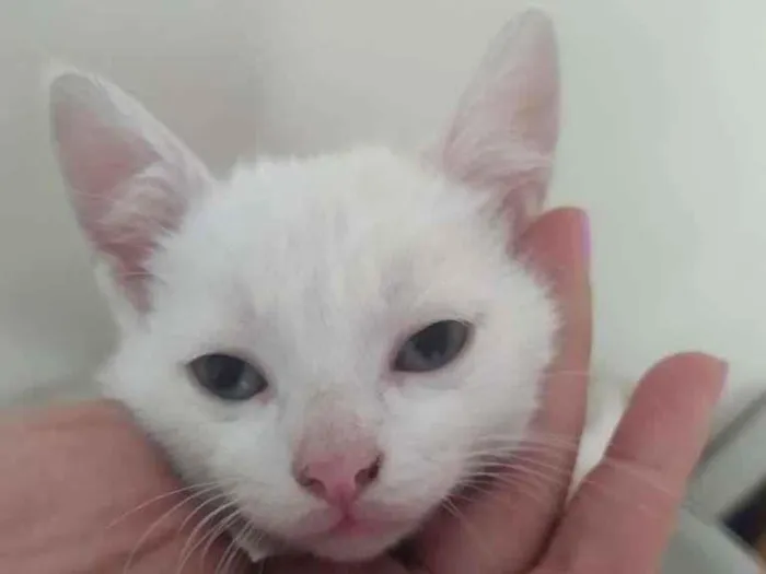 Gato ra a SRD-ViraLata idade Abaixo de 2 meses nome filhotes