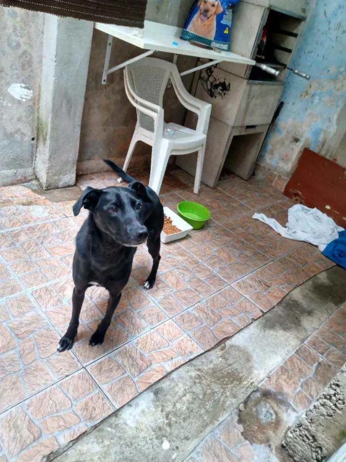 Cachorro raça SRD idade 5 anos nome Billy