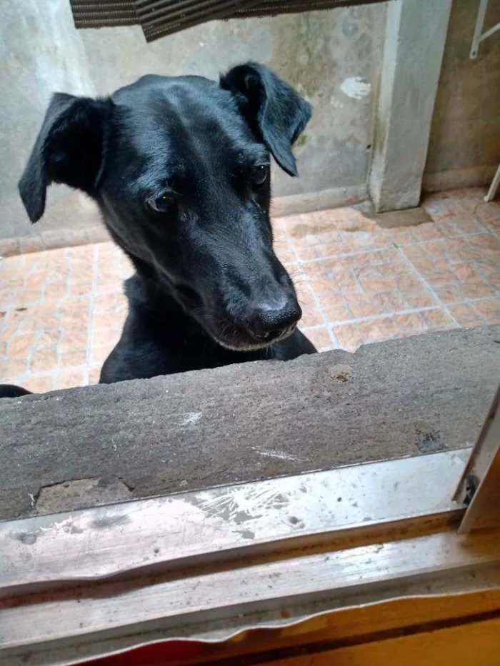 Cachorro raça SRD idade 5 anos nome Billy