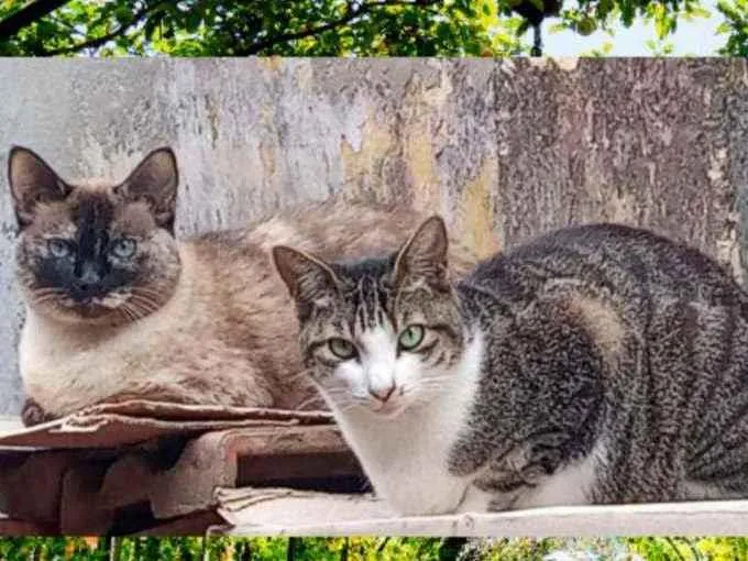 Gato ra a Seames e rajada idade 5 anos nome Mel e thuca