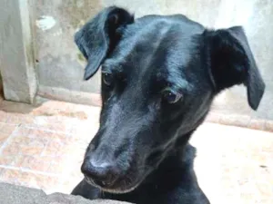 Cachorro raça SRD idade 5 anos nome Billy