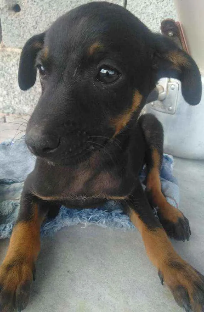 Cachorro ra a Não sei  idade 2 a 6 meses nome Neguinha