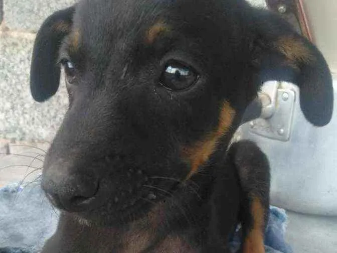 Cachorro ra a Não sei  idade 2 a 6 meses nome Neguinha