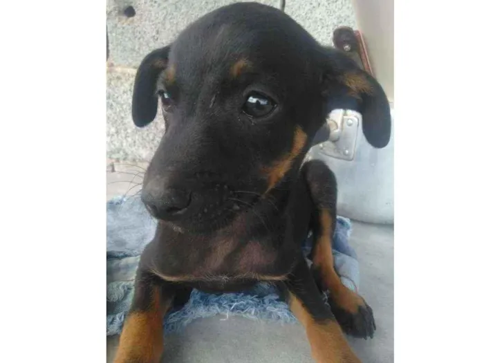 Cachorro ra a Não sei  idade 2 a 6 meses nome Neguinha