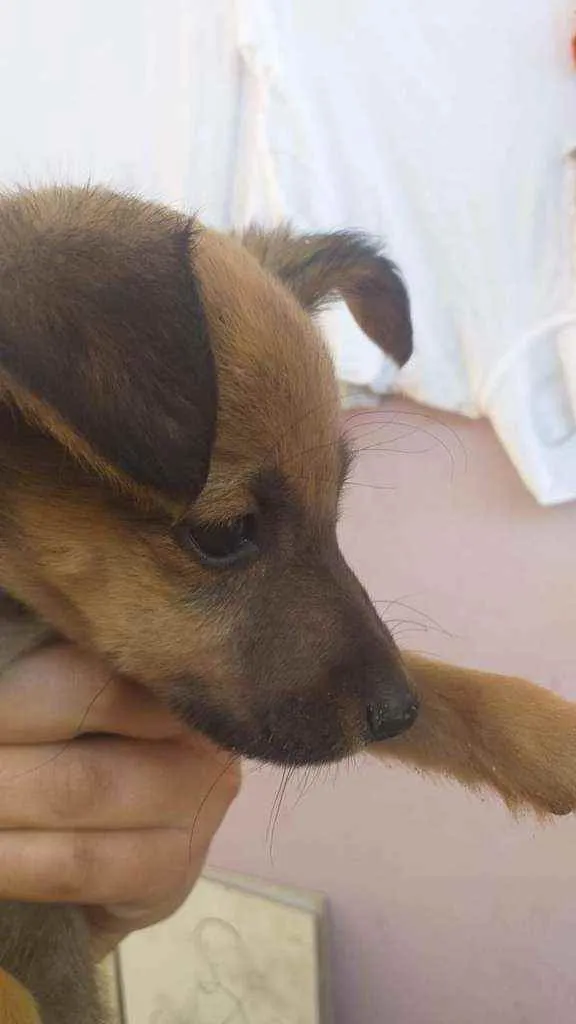 Cachorro ra a Não sei idade 2 a 6 meses nome Alessandro, preta