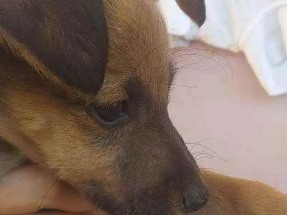 Cachorro ra a Não sei idade 2 a 6 meses nome Alessandro, preta