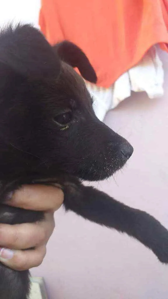 Cachorro ra a Não sei idade 2 a 6 meses nome Alessandro, preta