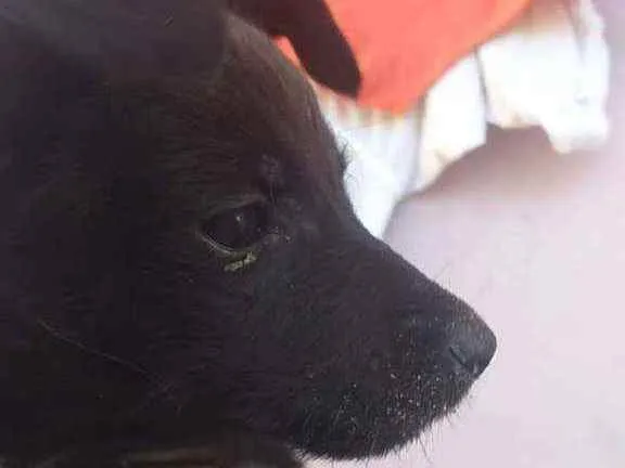 Cachorro ra a Não sei idade 2 a 6 meses nome Alessandro, preta