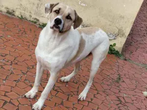 Cachorro raça srd idade 4 anos nome Shoyu