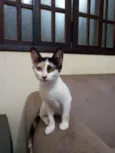 Fofuxa