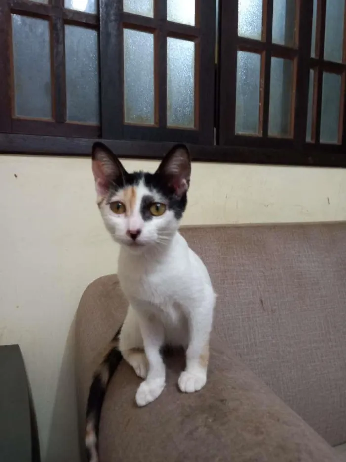 Gato raça SRD-ViraLata idade 2 a 6 meses nome Fofuxa
