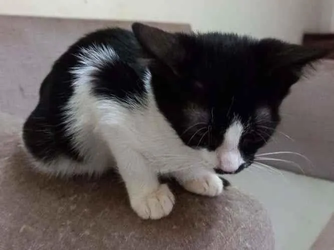 Gato raça SRD-ViraLata idade 2 a 6 meses nome Camy