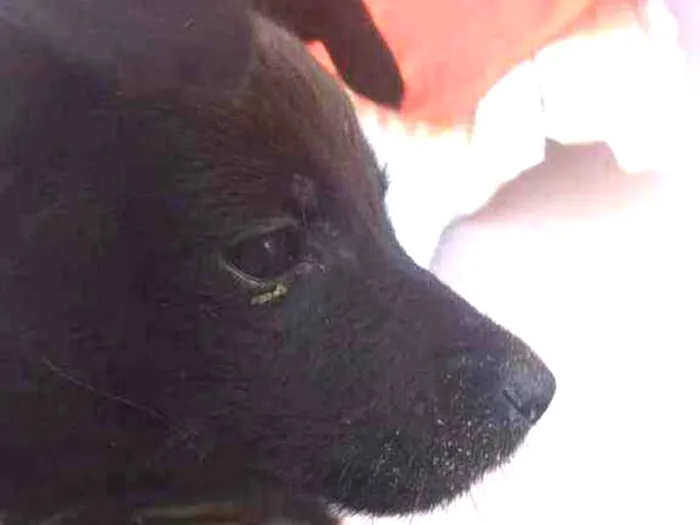 Cachorro ra a Não sei idade 2 a 6 meses nome Alessandro, preta