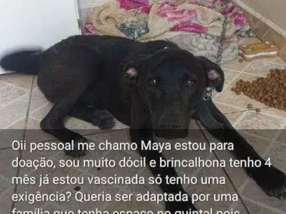 Cachorro raça Miatirada com pastor  idade 2 a 6 meses nome Maya