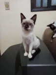 Catarina