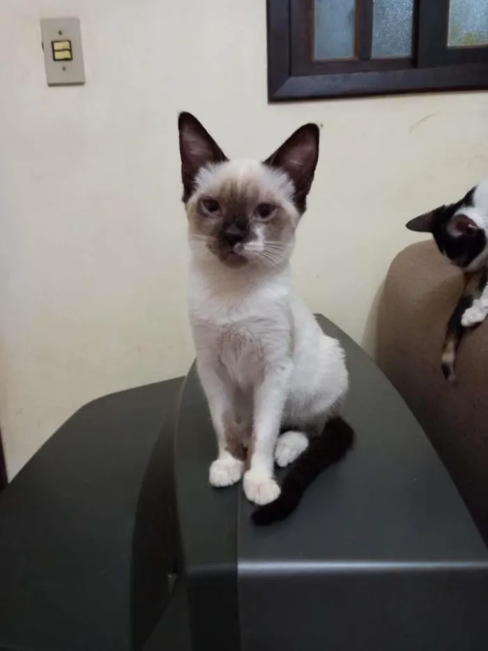 Gato raça SRD-ViraLata idade 2 a 6 meses nome Catarina